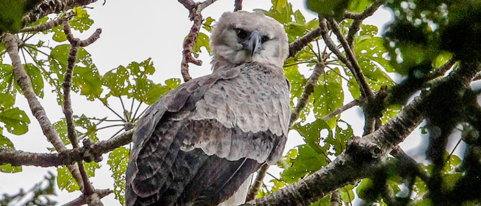 Harpy Eagle sitting in a tree
