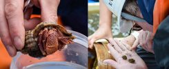 Hermit crab & deep-sea specimins