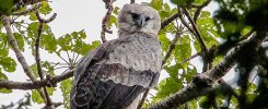 Harpy Eagle sitting in a tree