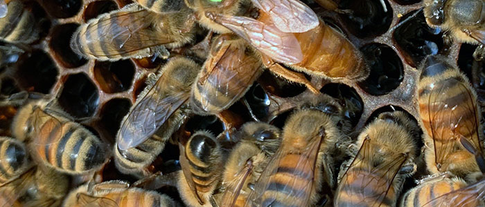 Bees from one of Erik Diemer’s hives